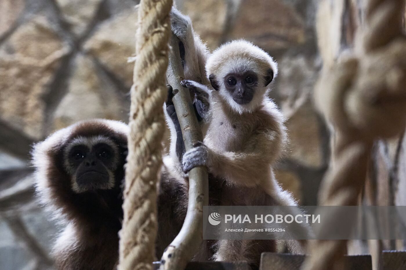 Детеныш белоруких гиббонов в Ленинградском зоопарке
