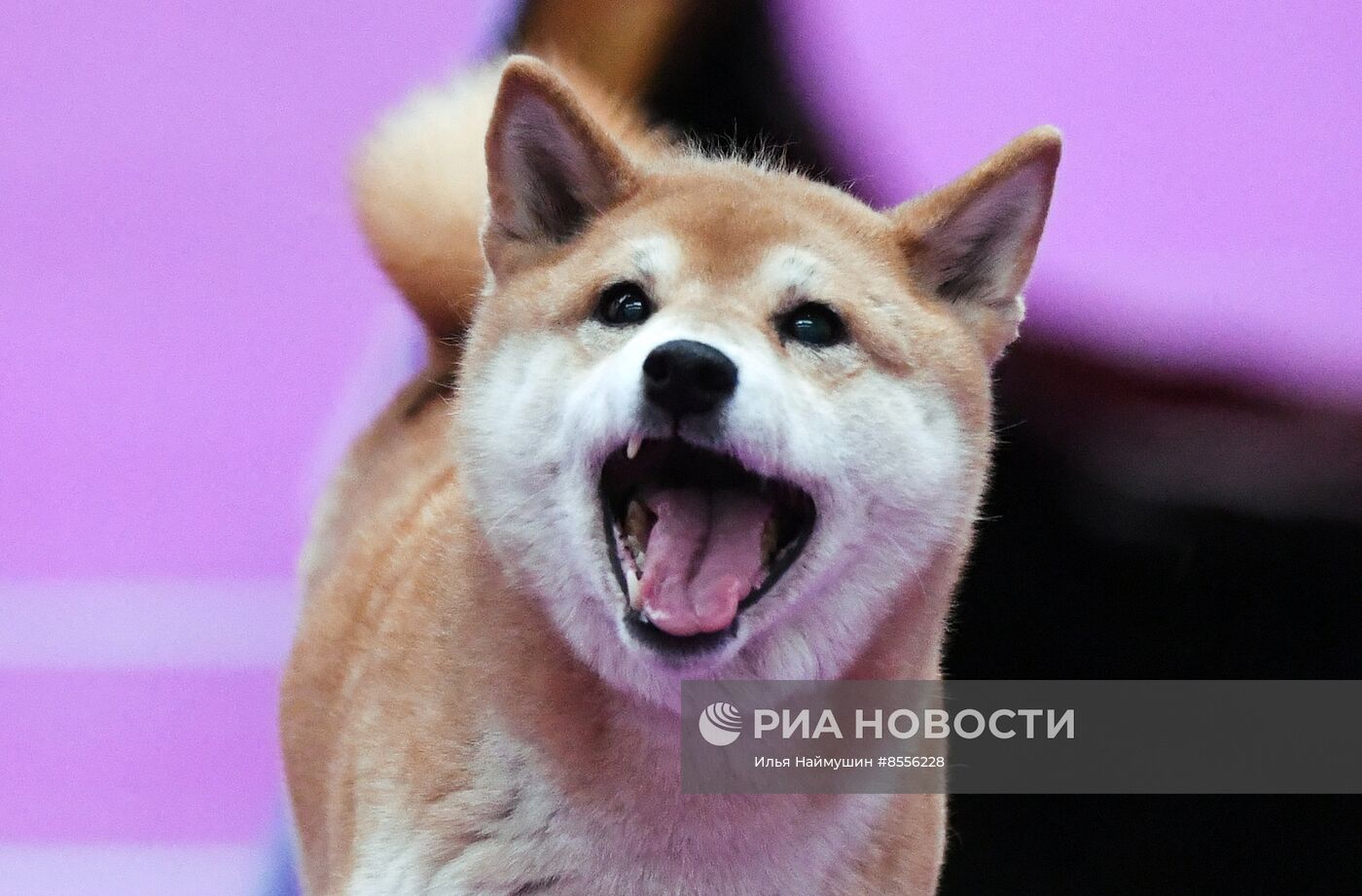 Выставка "Зоомир" в Красноярске