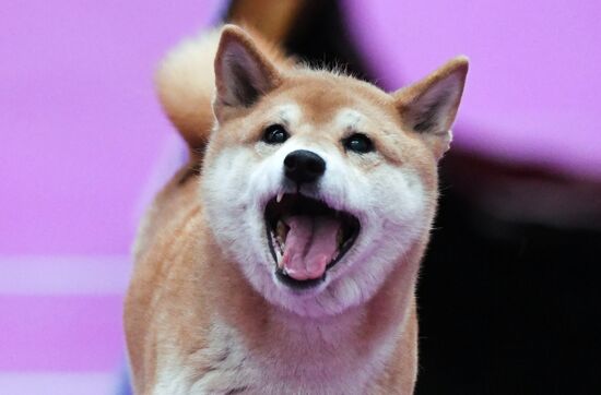 Выставка "Зоомир" в Красноярске