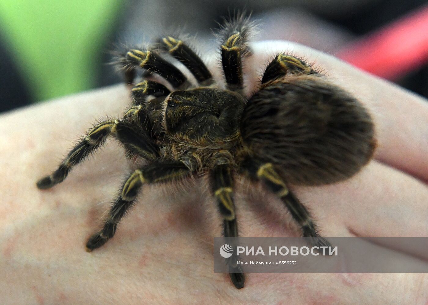 Выставка "Зоомир" в Красноярске