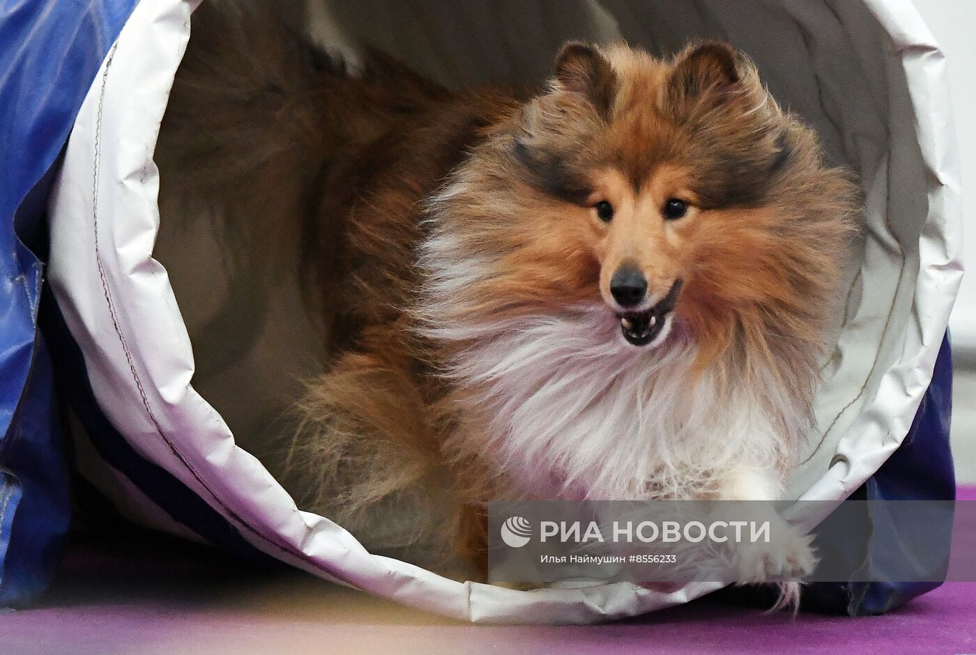 Выставка "Зоомир" в Красноярске