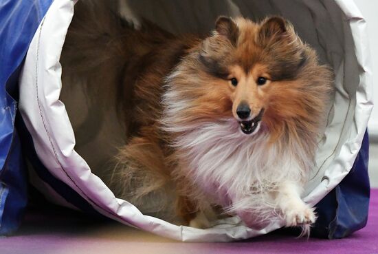 Выставка "Зоомир" в Красноярске