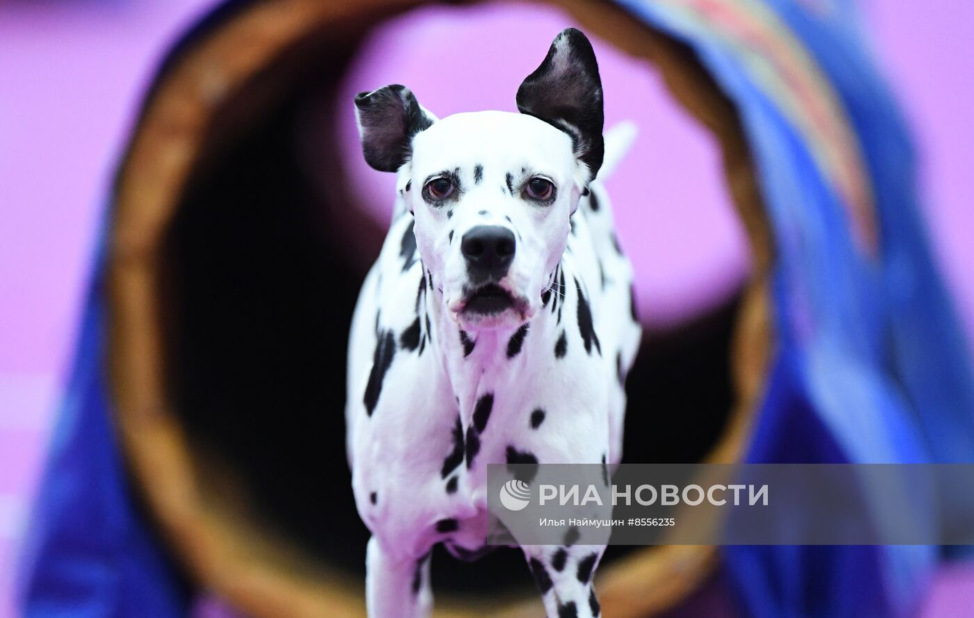 Выставка "Зоомир" в Красноярске