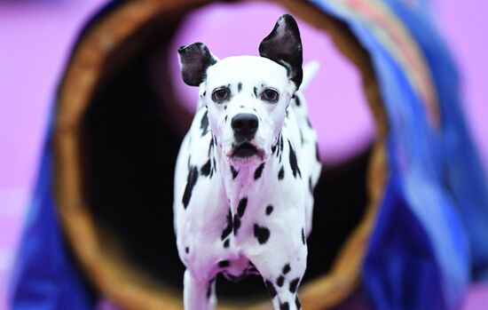 Выставка "Зоомир" в Красноярске