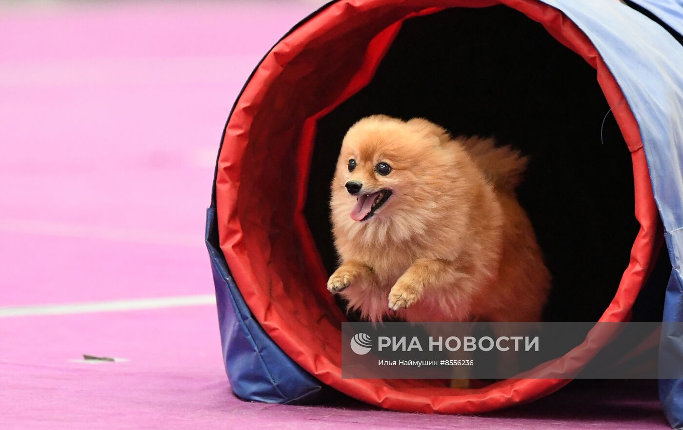 Выставка "Зоомир" в Красноярске