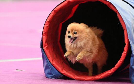 Выставка "Зоомир" в Красноярске