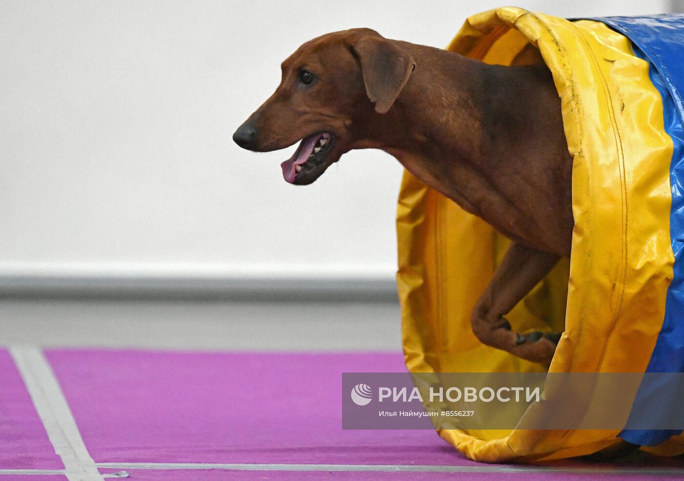 Выставка "Зоомир" в Красноярске