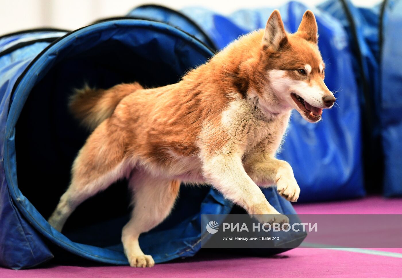 Выставка "Зоомир" в Красноярске