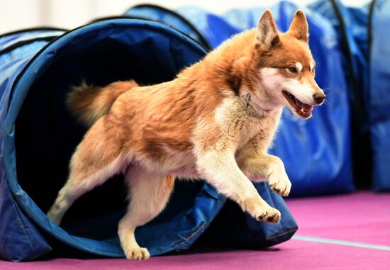 Выставка "Зоомир" в Красноярске