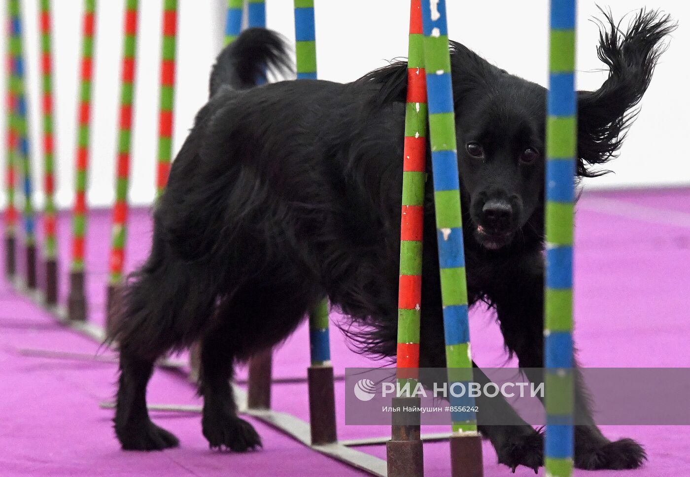 Выставка "Зоомир" в Красноярске