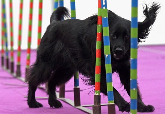 Выставка "Зоомир" в Красноярске