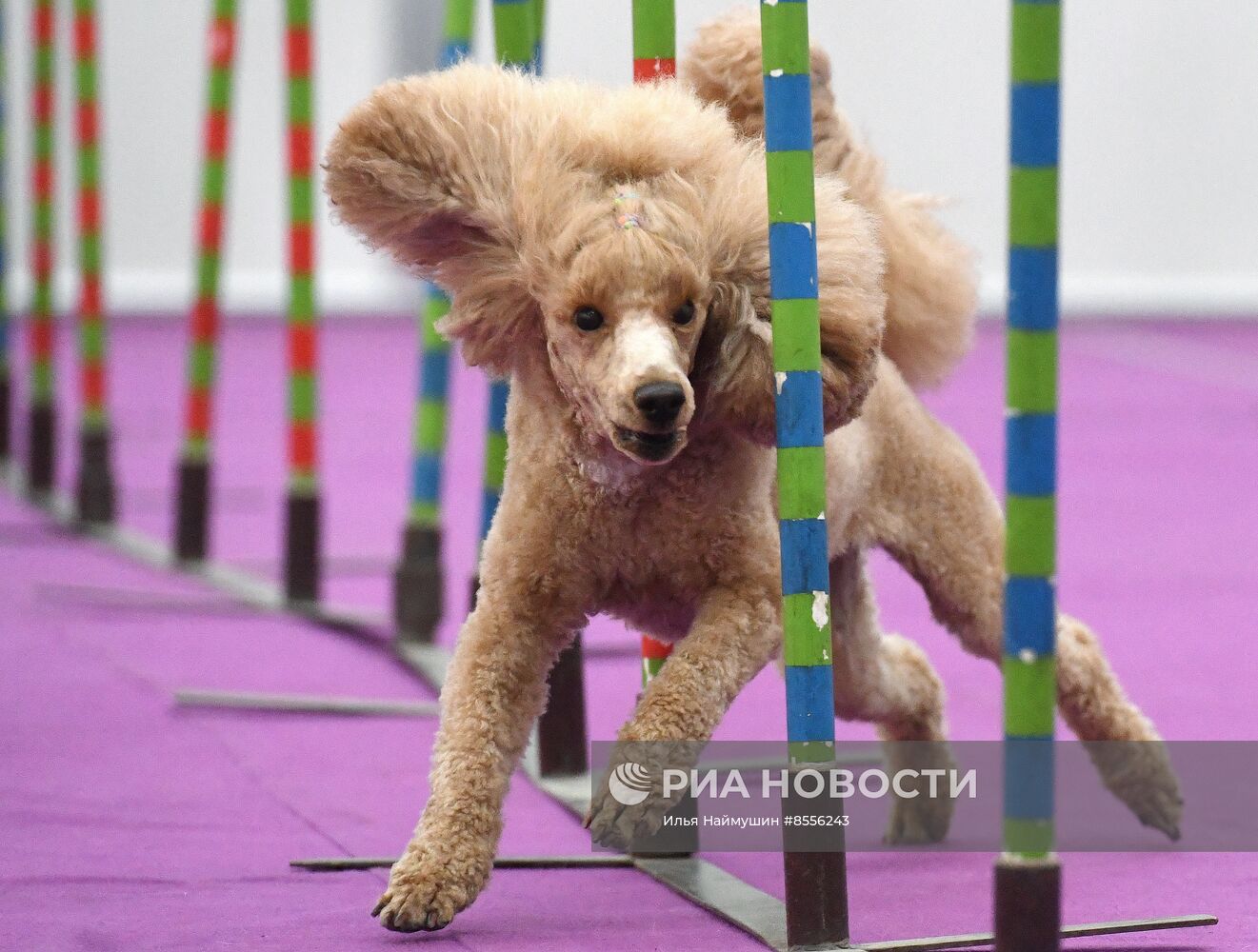 Выставка "Зоомир" в Красноярске