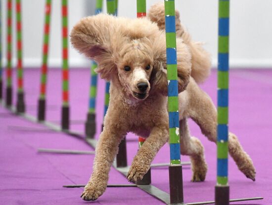 Выставка "Зоомир" в Красноярске