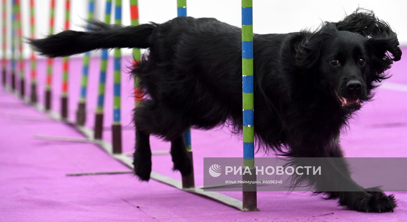 Выставка "Зоомир" в Красноярске