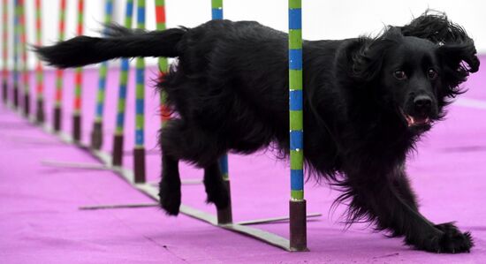 Выставка "Зоомир" в Красноярске