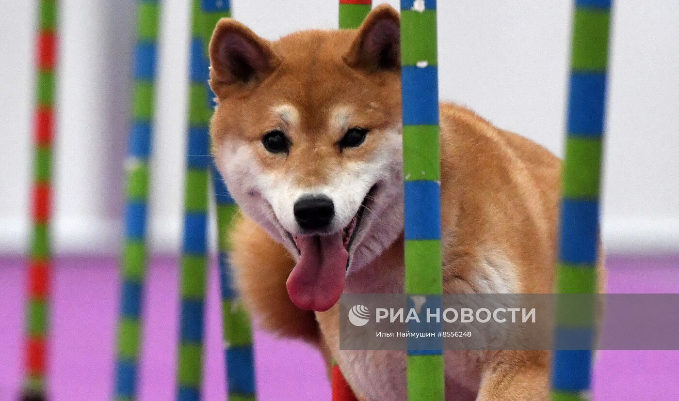 Выставка "Зоомир" в Красноярске