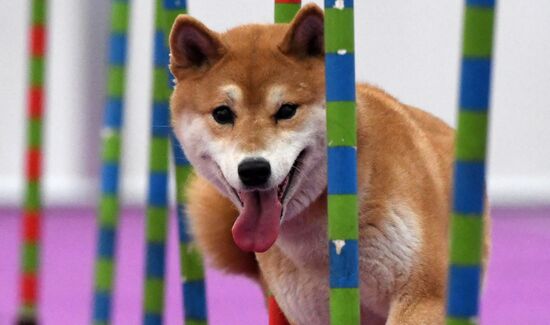 Выставка "Зоомир" в Красноярске