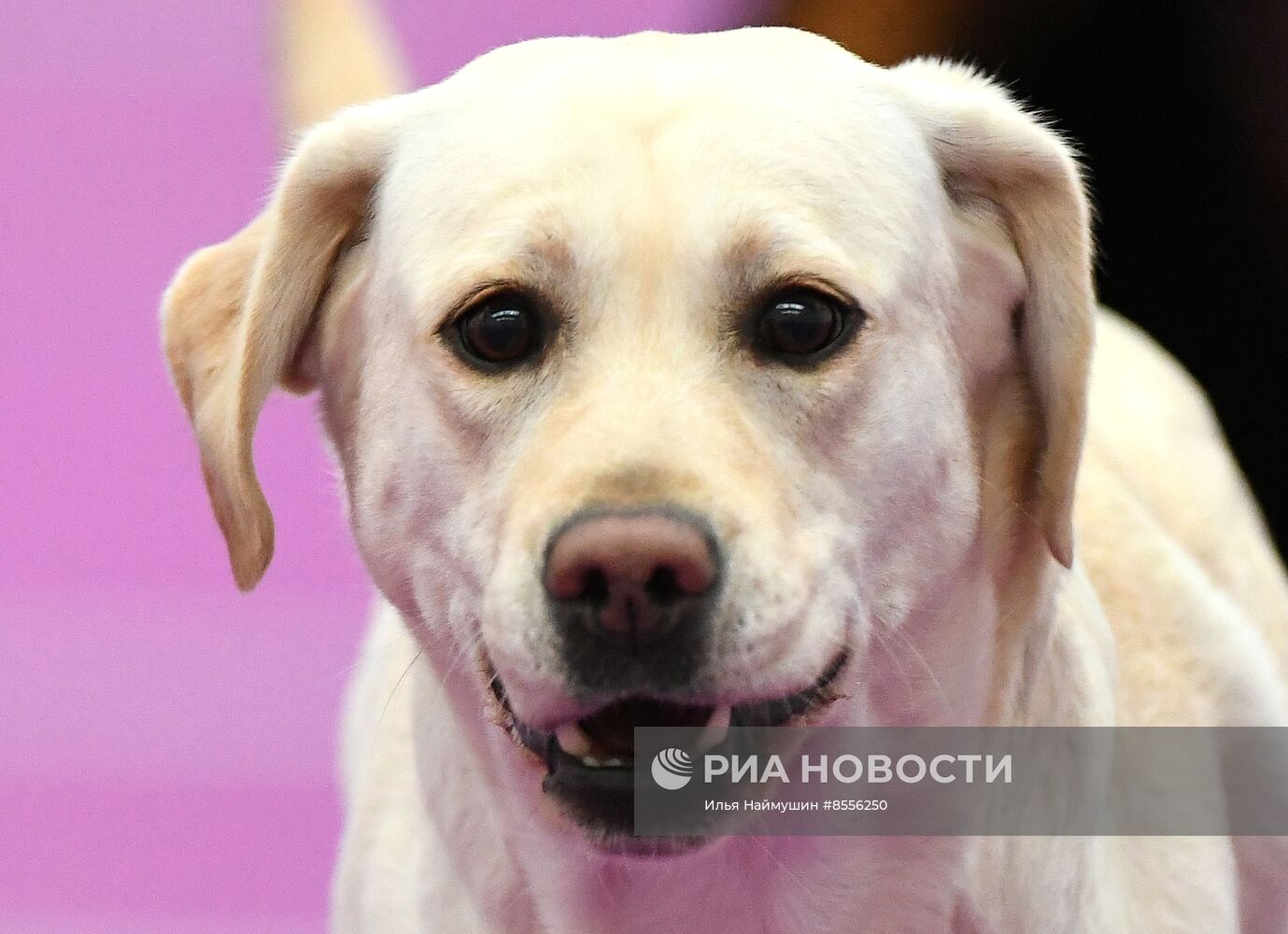 Выставка "Зоомир" в Красноярске