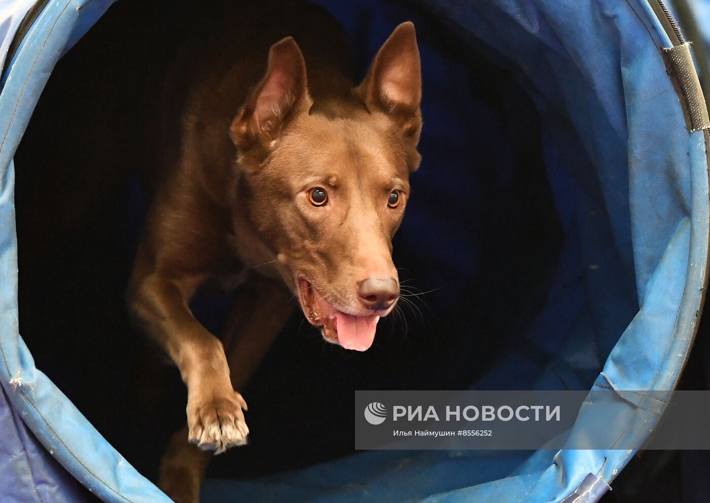 Выставка "Зоомир" в Красноярске