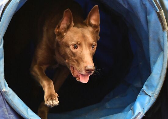 Выставка "Зоомир" в Красноярске