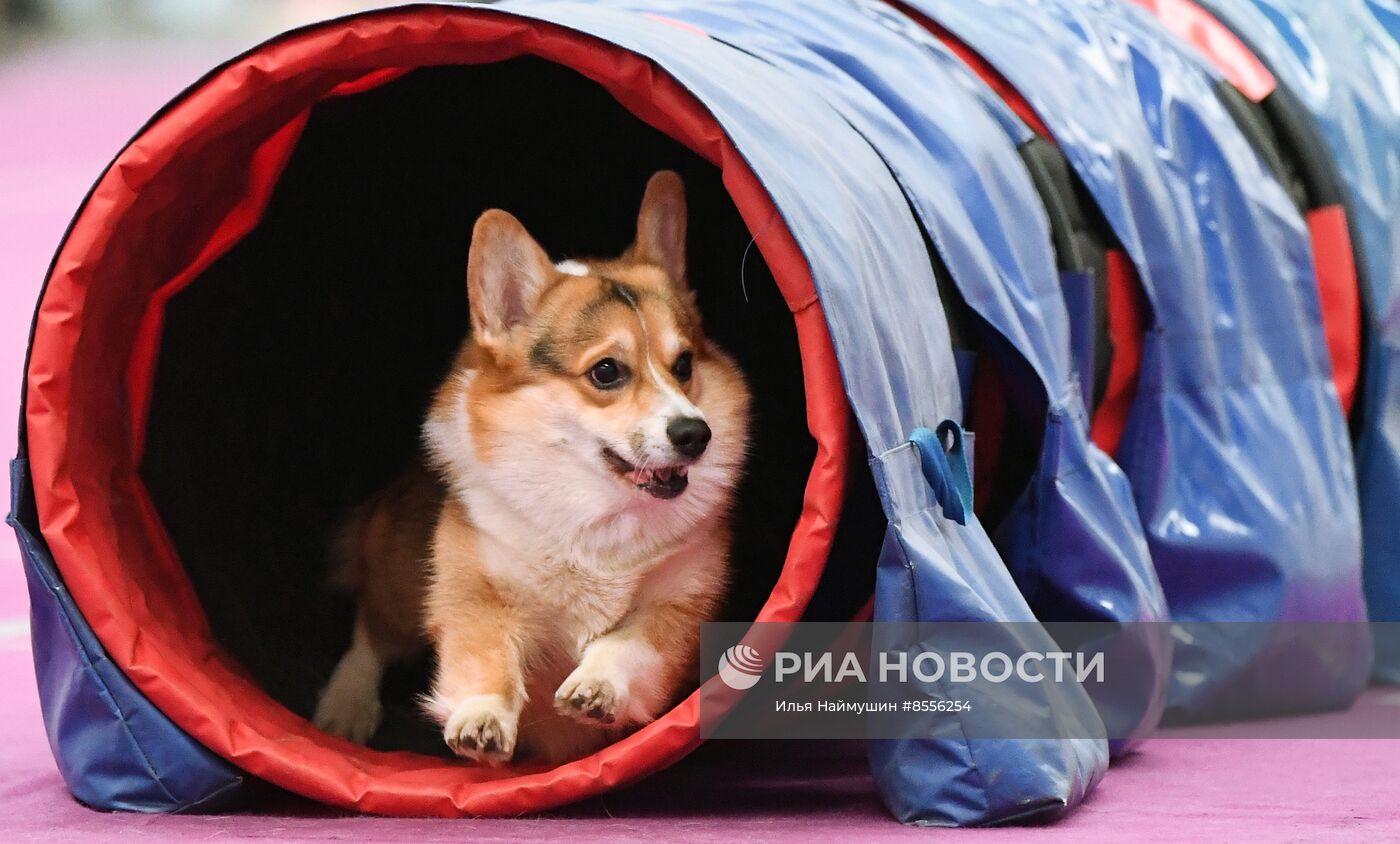 Выставка "Зоомир" в Красноярске