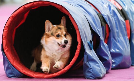 Выставка "Зоомир" в Красноярске