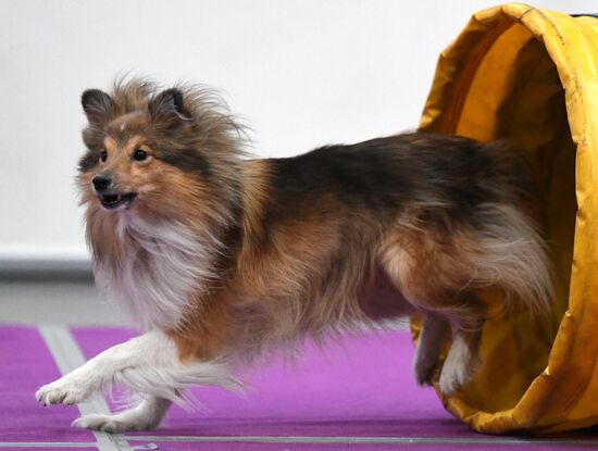 Выставка "Зоомир" в Красноярске