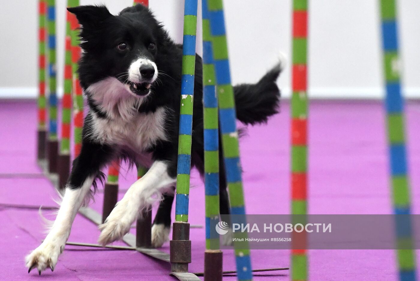 Выставка "Зоомир" в Красноярске