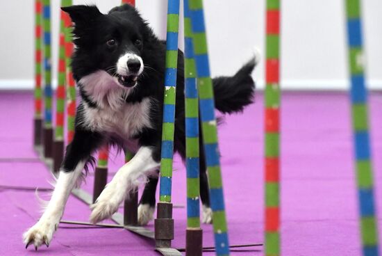 Выставка "Зоомир" в Красноярске