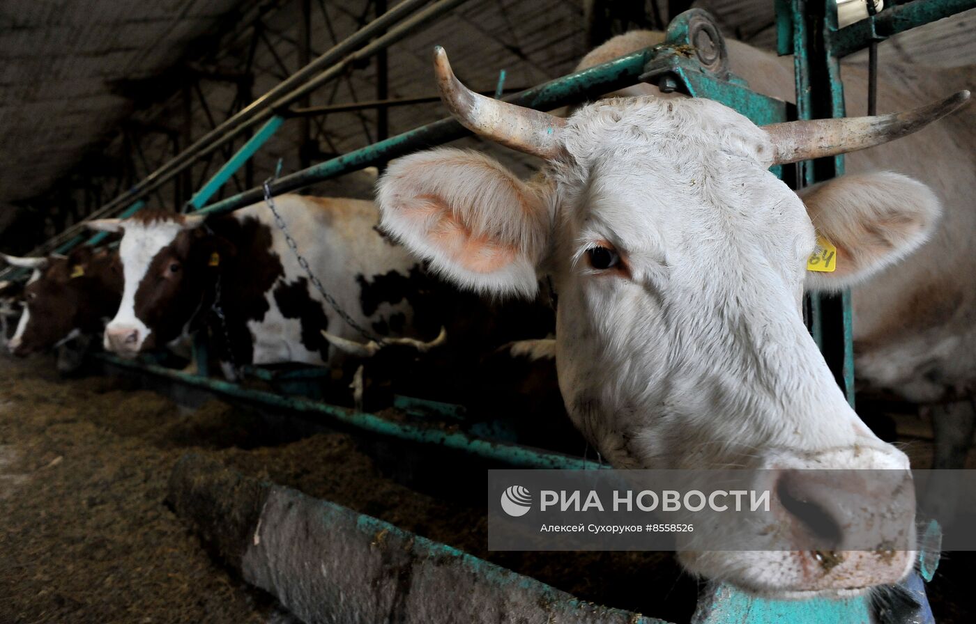 Разведение скота на племенном заводе в Тамбовской области