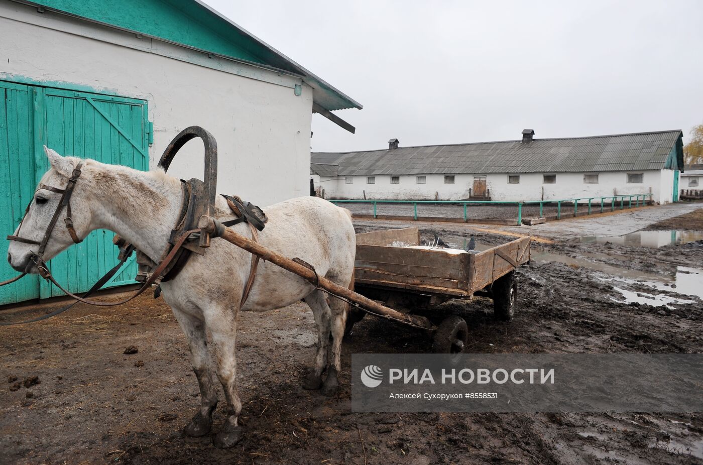 Разведение скота на племенном заводе в Тамбовской области