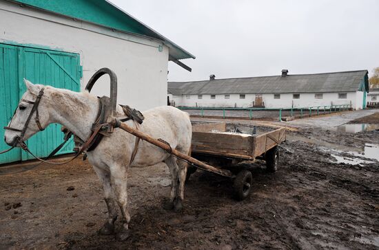 Разведение скота на племенном заводе в Тамбовской области