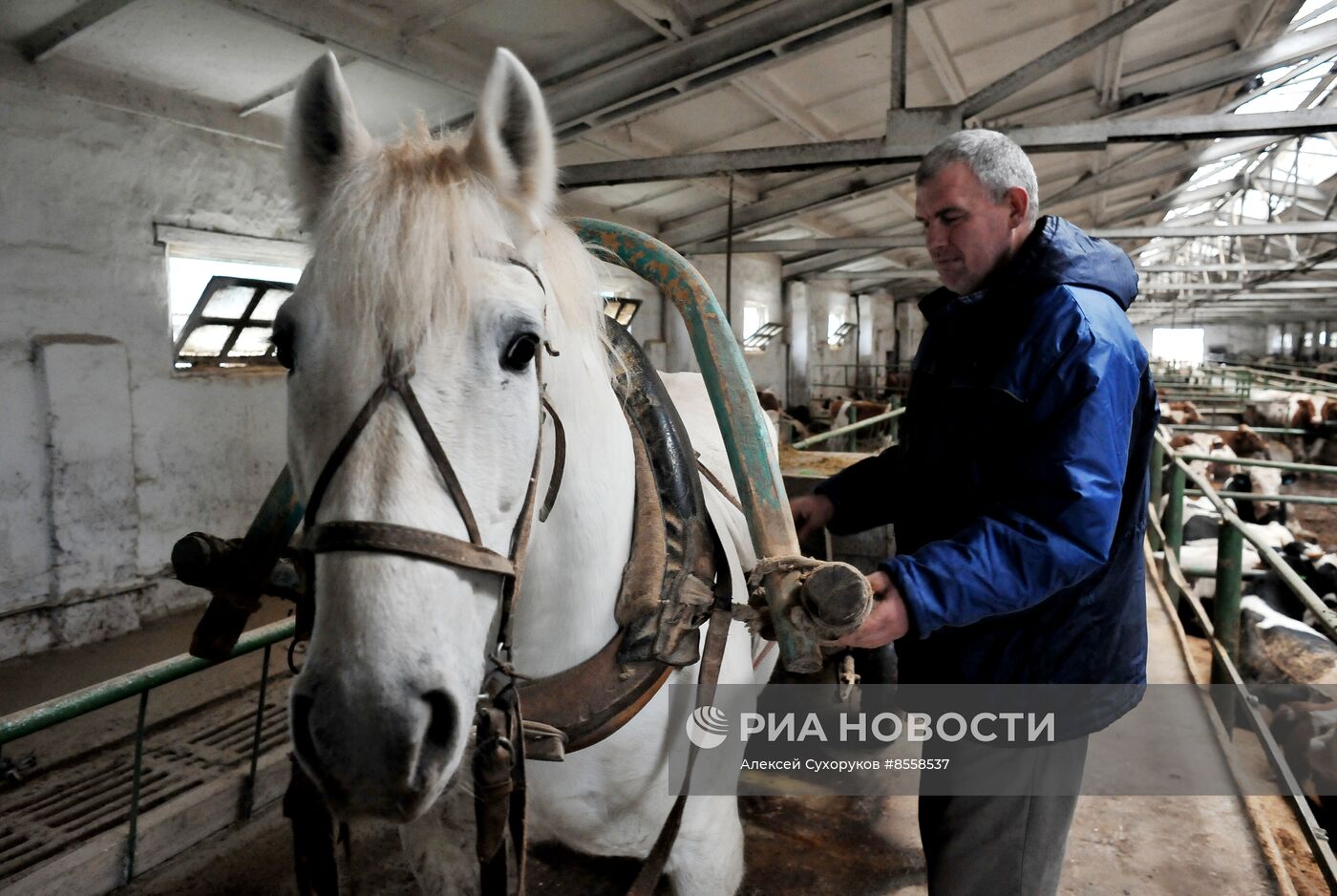 Разведение скота на племенном заводе в Тамбовской области