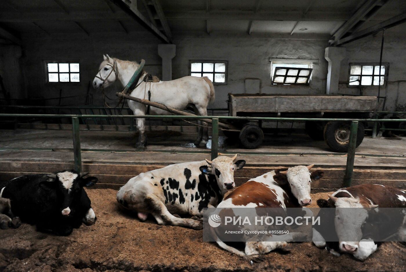 Разведение скота на племенном заводе в Тамбовской области