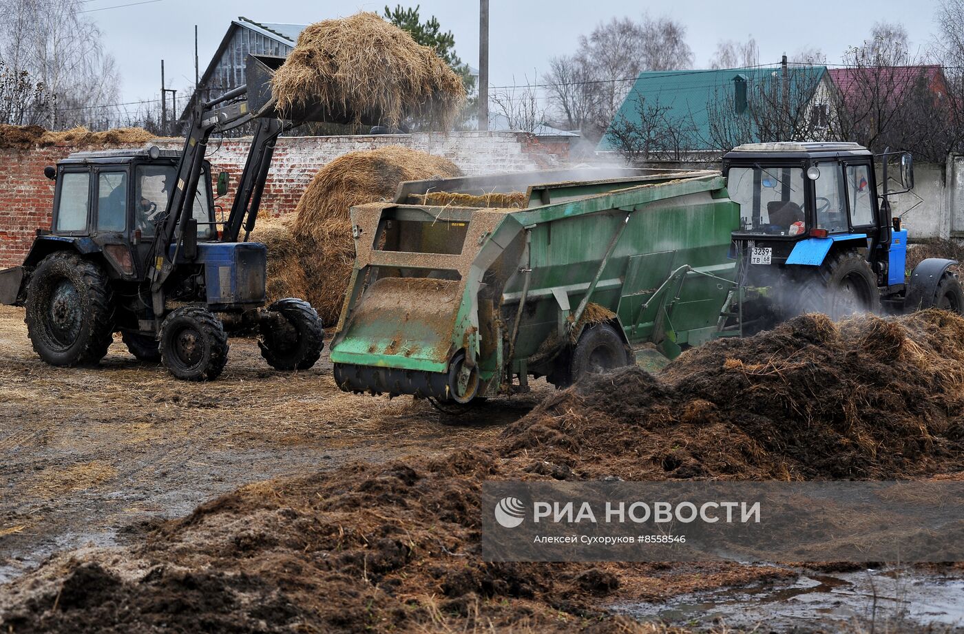 Разведение скота на племенном заводе в Тамбовской области