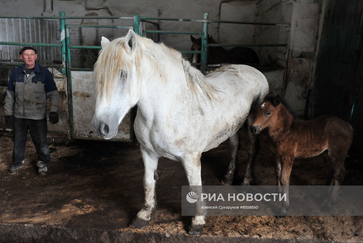 Разведение скота на племенном заводе в Тамбовской области