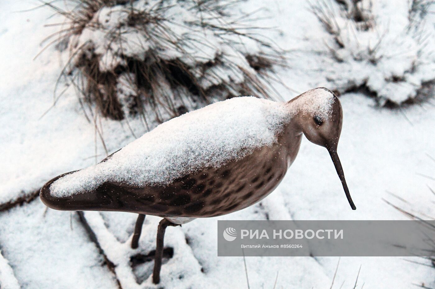 Первый снег во Владивостоке