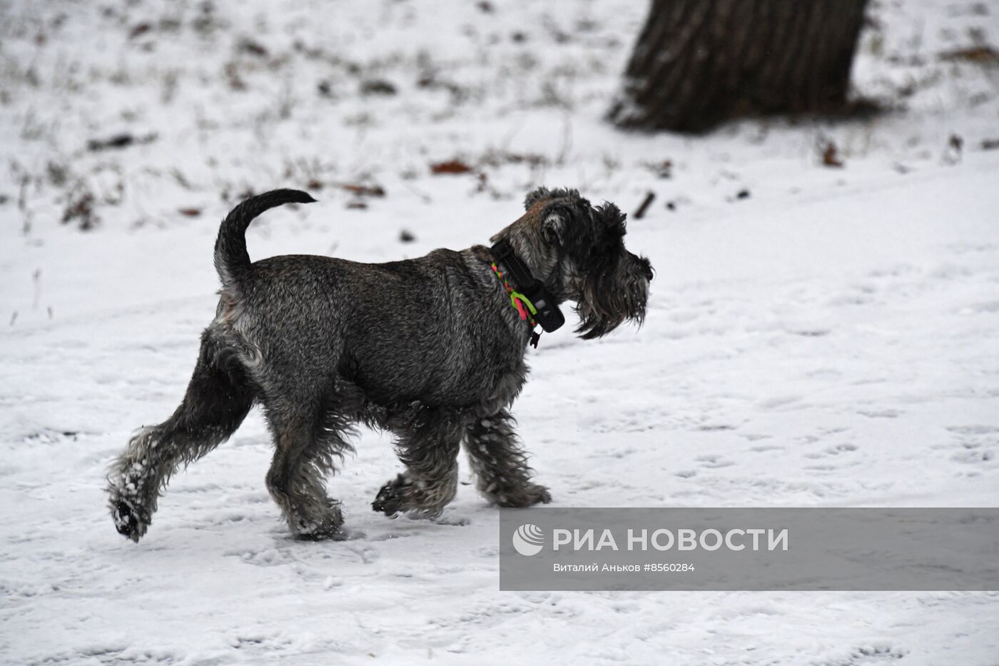 Первый снег во Владивостоке