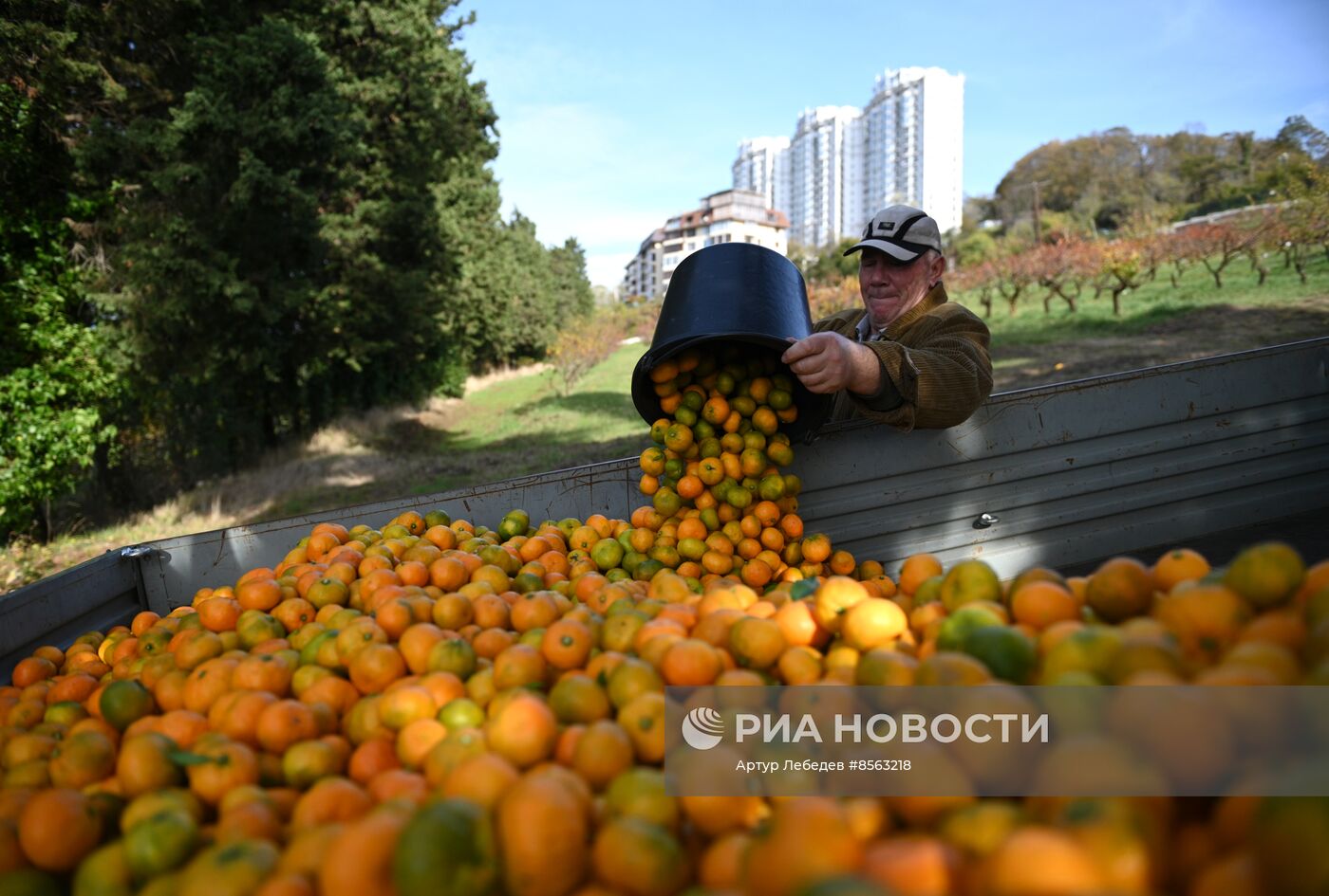 Сбор урожая мандаринов в Сочи