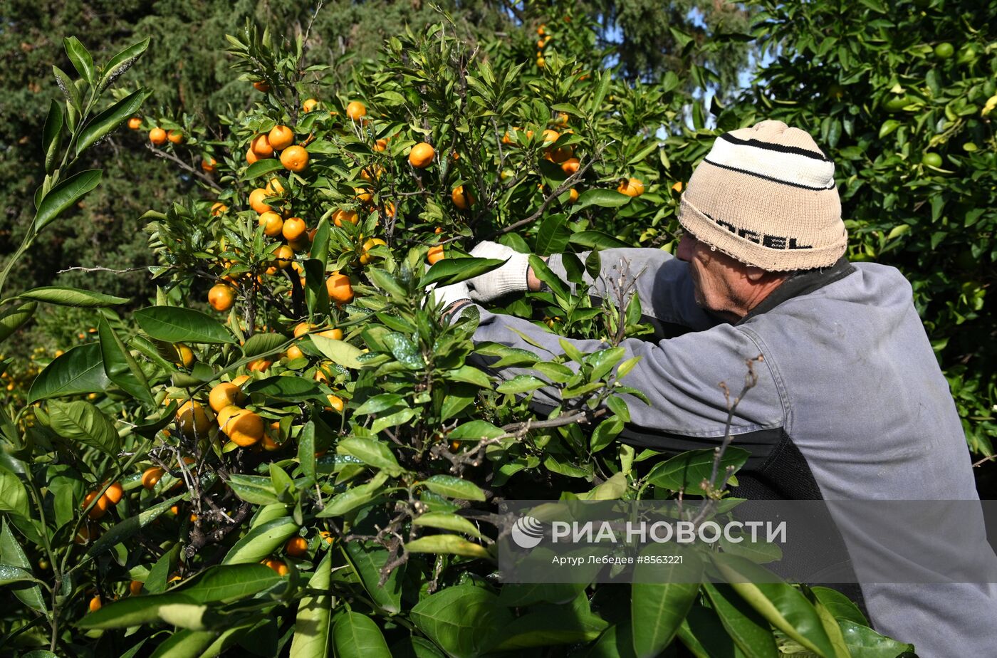 Сбор урожая мандаринов в Сочи