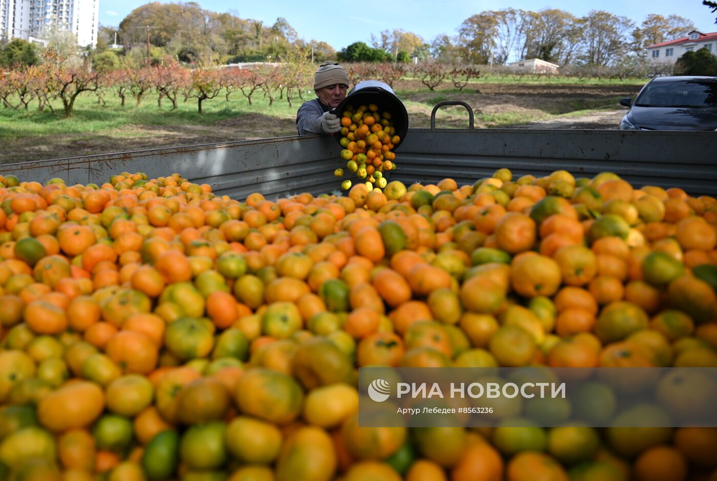 Сбор урожая мандаринов в Сочи