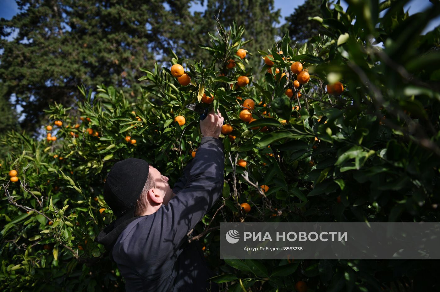 Сбор урожая мандаринов в Сочи