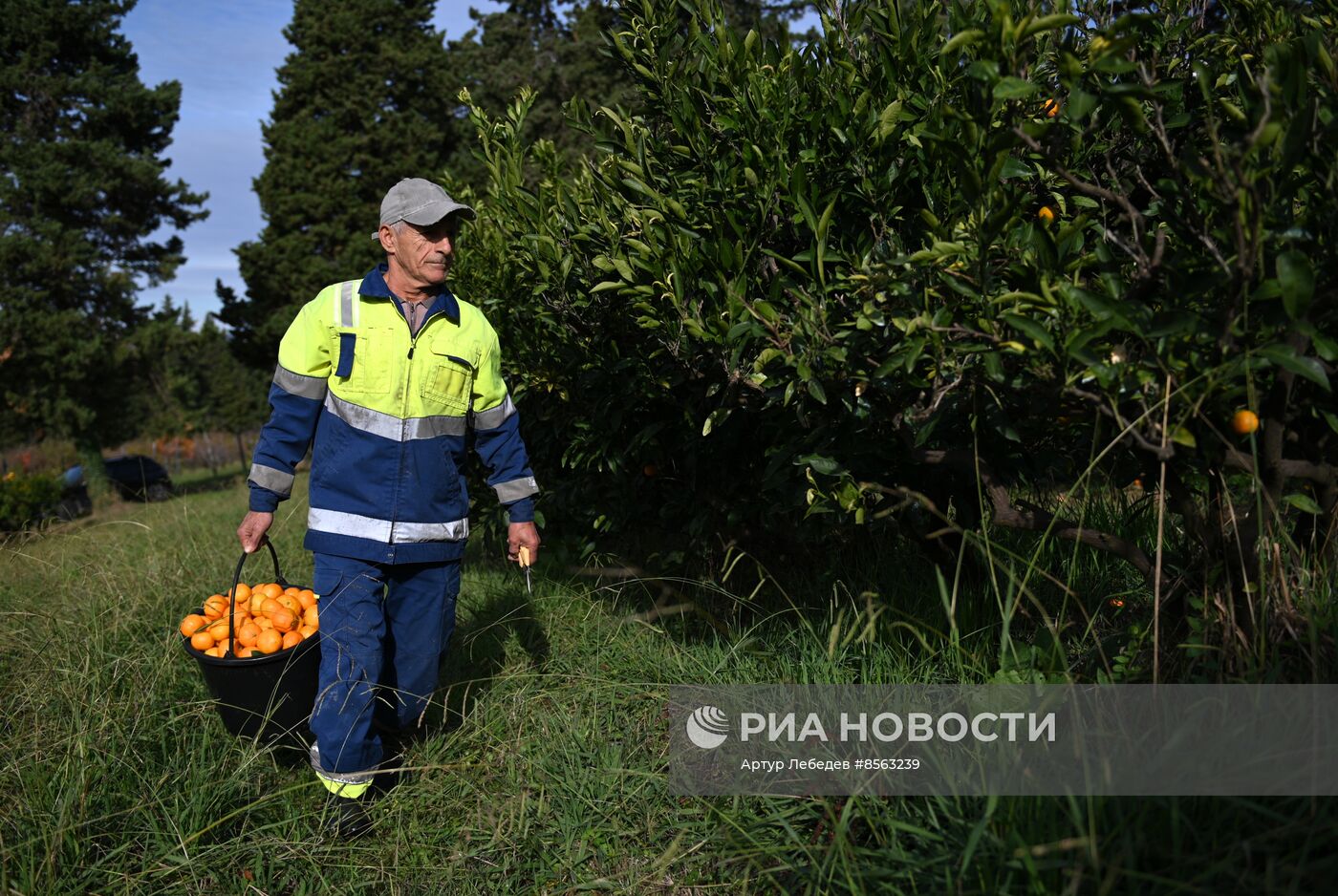 Сбор урожая мандаринов в Сочи