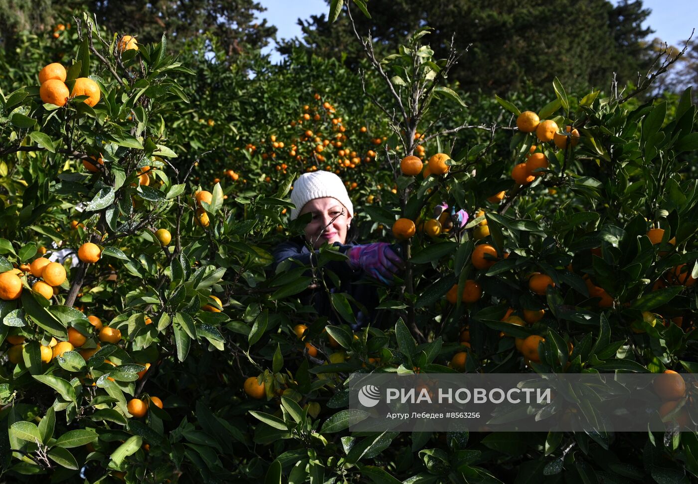 Сбор урожая мандаринов в Сочи