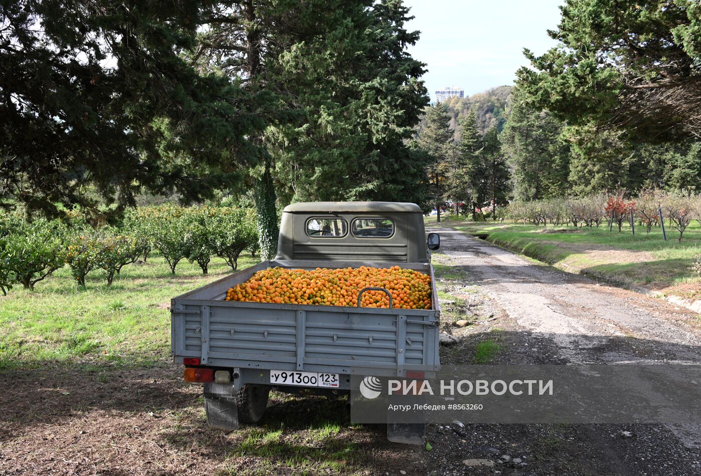 Сбор урожая мандаринов в Сочи | РИА Новости Медиабанк