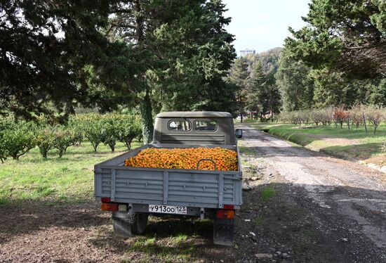 Сбор урожая мандаринов в Сочи