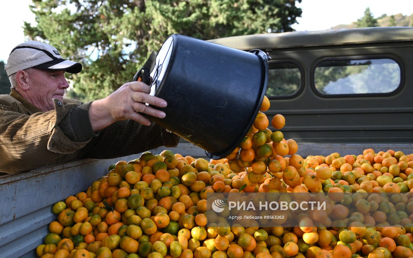 Сбор урожая мандаринов в Сочи