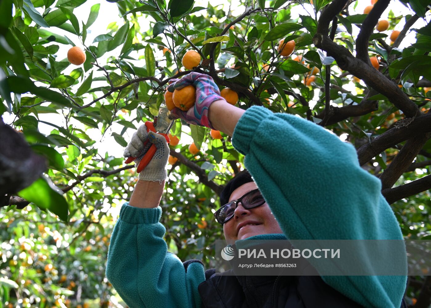 Сбор урожая мандаринов в Сочи