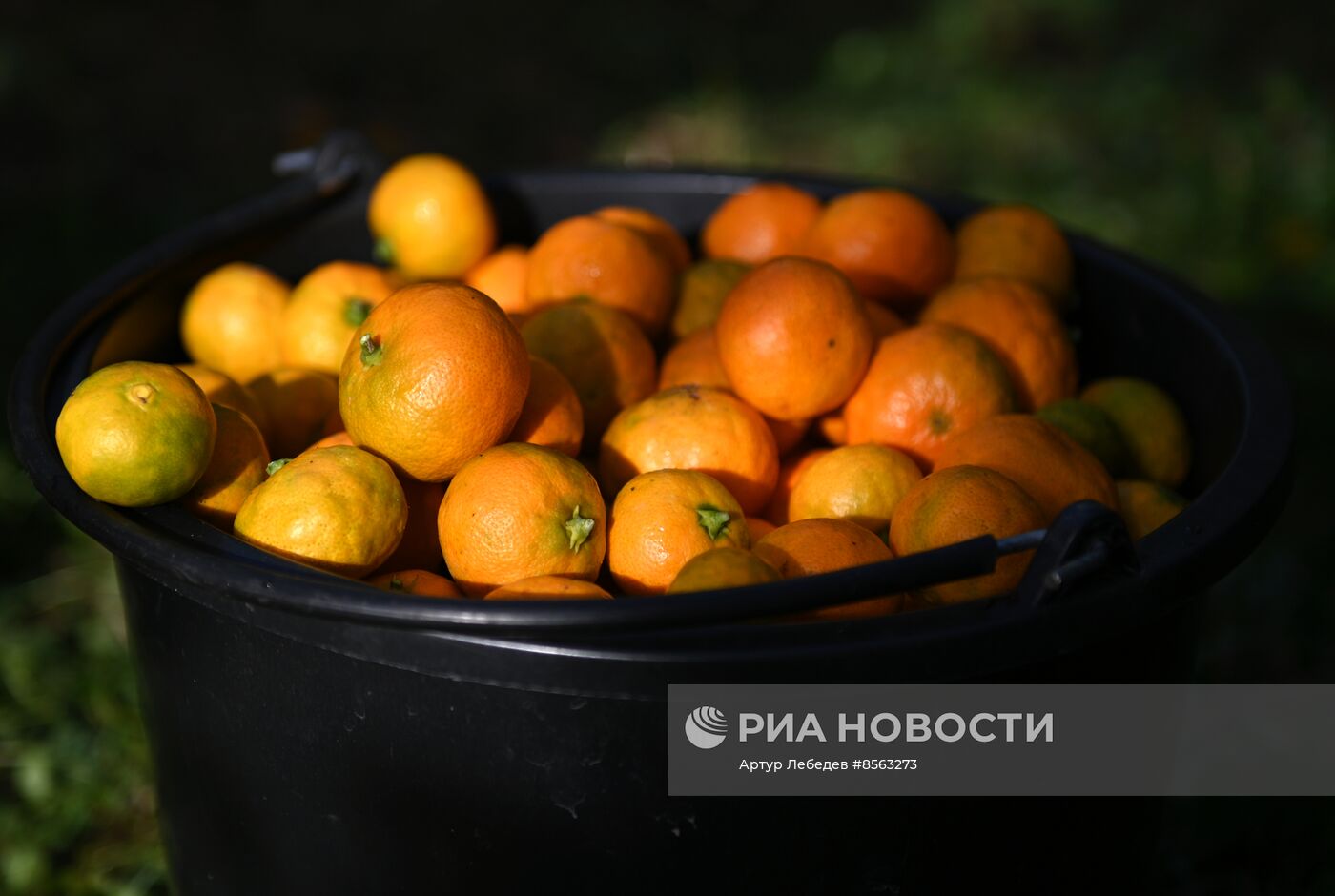 Сбор урожая мандаринов в Сочи