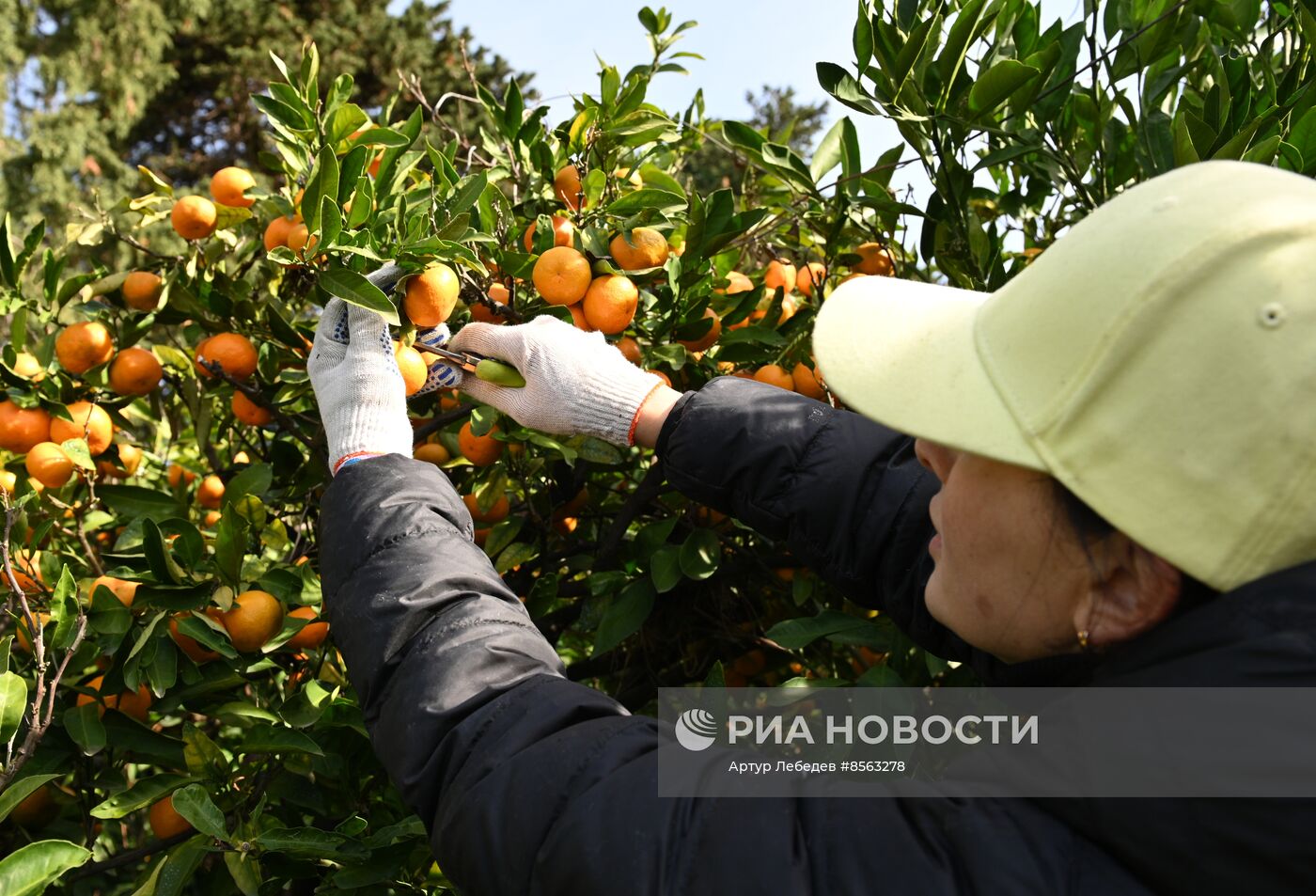 Сбор урожая мандаринов в Сочи